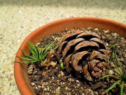 Dishfunctional Designs: DIY Pine Cone Bonsai - How To Make A Pine Cone Bonsai Indoor Gardening Supplies, Bonsai Diy, Bonsai Tree Care, Pine Bonsai, Diy Pinecone, Mini Bonsai, Arrangement Floral, Indoor Gardens, Bonsai Plants