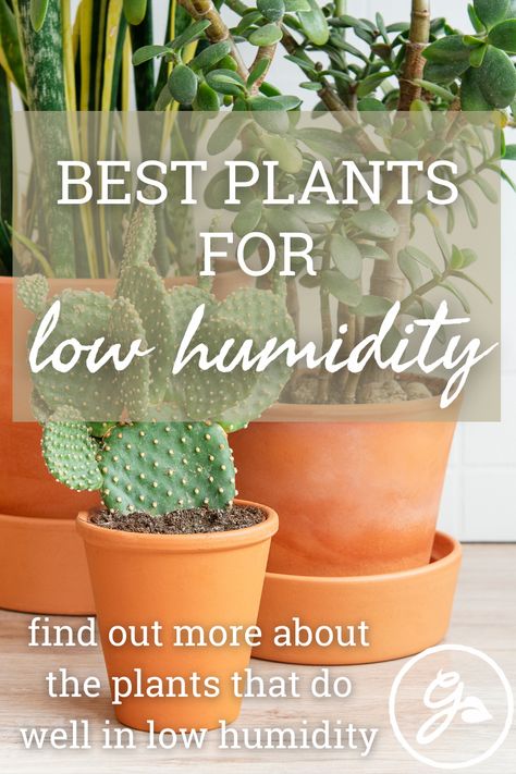 Plants For Dry Climate, Low Humidity House Plants, Humidity Plants, Indoor Shade Plants, Easy House Plants, Large Indoor Plants, Zebra Plant, Dry Air, Rubber Plant