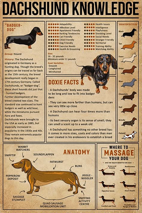 Dog Info, Vertical Poster, Wiener Dog, Dachshund Dog, Wall Art Canvas, Badger, Wall Art Print, Art Canvas, Poster Wall