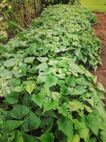 Benefits of Edible Kumara Sweet Potato Leaves Sweet Potato Leaves, Tinctures Recipes, Boiling Sweet Potatoes, Sweet Potato Vine, Potato Vines, Dark Leafy Greens, Stuffed Sweet Potato Healthy, Herbal Tinctures, Digestion Process