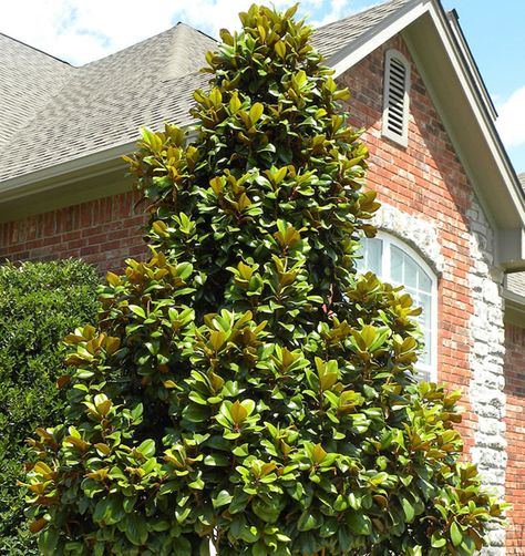 Teddy Bear Southern Magnolia Shines In and Out of Bloom - Horticulture Teddy Bear Magnolia, Evergreen Magnolia, Part Shade Flowers, Magnolia Grandiflora, Southern Magnolia, Specimen Trees, Shade Flowers, Magnolia Trees, Shade Trees