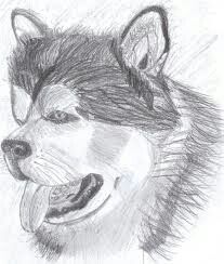 I am such a dog lover Husky Dog Drawing, Dog Drawing Easy, Husky Drawing, Baby Husky, Husky Art, Husky Faces, Dog Drawing Simple, Baby Huskies, Face C