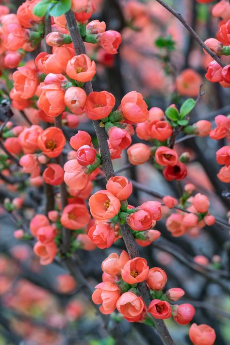 Red Quince Flowers blooming during spring in Japan Green Cottagecore Aesthetic, Shrubs For Full Sun, Zone 9 Plants, Quince Flowers, 2023 Bullet Journal, Lilac Plant, Texas Landscaping, Fast Growing Shrubs, Green Cottagecore