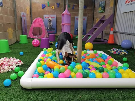 Dog Jungle Gym, Dog Daycare Design, Dog Boarding Ideas, Dog Daycare Business, Backyard Dog Area, Puppy Playground, Dog Play Area, Dog Day Care, Dog Kennel Outside