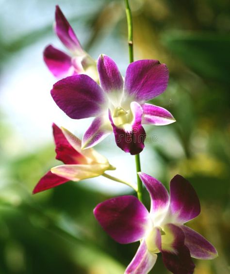 Flowers purple orchid blooming,Dendrobium stock image Black Landscape, Botanical Inspiration, Dendrobium Orchid, Garden Background, Orchid Photo, Dendrobium Orchids, Flowers Purple, Purple Orchids, 3d Flowers