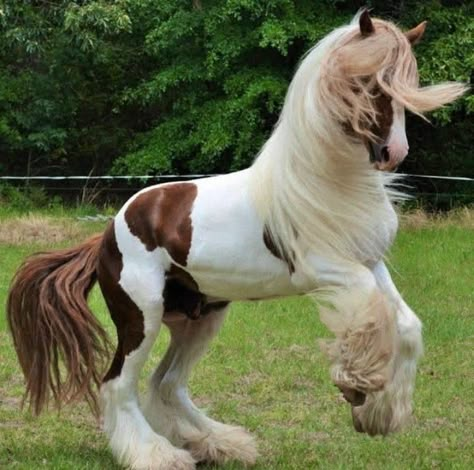 Galineers Cob Horse, Scottish Horse, Cute Horse Pictures, Horse Anatomy, Horse Aesthetic, Perfectly Timed Photos, Majestic Horse, Pretty Animals, Draft Horses