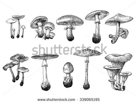 Drawing Picture Stock Photos, Images, & Pictures | Shutterstock Mushroom Tattoos, Mushroom Drawing, Traditional Ink, Engraving Illustration, Vintage Drawing, Desenho Tattoo, Arte Sketchbook, Mushroom Art, Flash Art