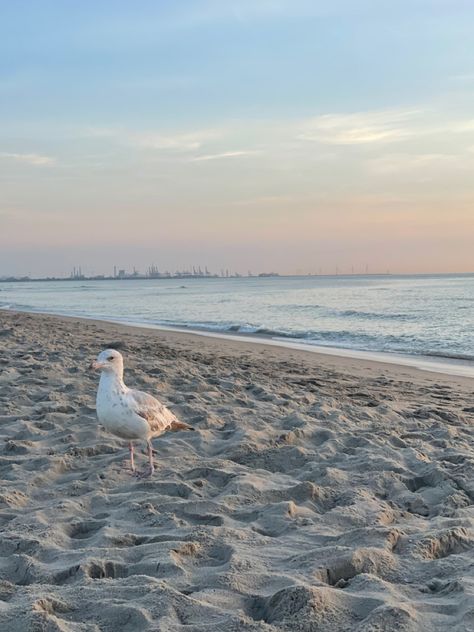 Beach, Seagull, Sky, The Netherlands Seagulls On The Beach, Seagull Aesthetic, Art Assessment, Summer Animals, East Coast Usa, Emily Henry, Ocean Breeze, Sea Birds, Beach Aesthetic