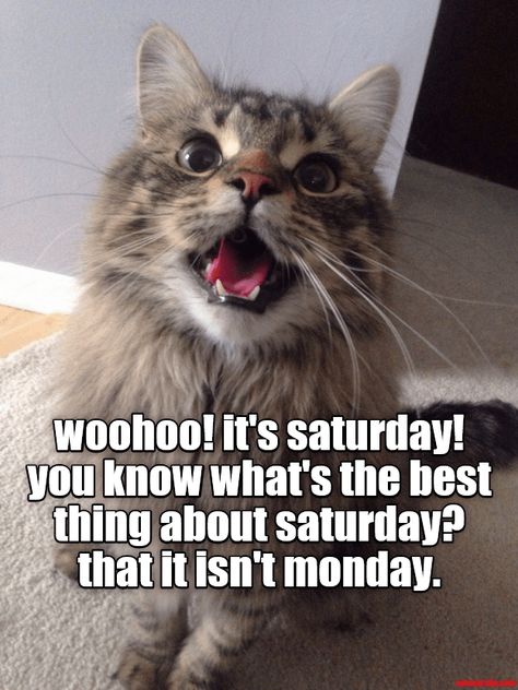 Woohoo! it's Saturday! Saturday Quotes Funny, Saturday Memes, Happy Saturday Quotes, Saturday Morning Quotes, Saturday Humor, Saturday Greetings, Motivational Quotes For Love, Saturday Quotes, Good Morning Saturday