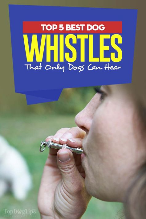 Silent dog whistles work exactly like any other whistle, except you can’t hear them. It’s okay, because your dog can hear them just fine. You see, silent whistles have a frequency that is too high for our ears to pick up. Most people can only hear the sound of the air going through the best dog whistle, although a small percentage of the human population can hear the sound of these dog whistles. #dogwhistle #pets #dogs #whistles #best #review #lists #dogtraining Sounds That Make Dogs Tilt Their Head, Sounds To Make Your Dogs Head Tilt, Dog Doorbell Training, Dog Whistle Training, How To Train Your Dog To Speak, Dog Psychology, Working Dogs Breeds, Dog Equipment, Human Ear