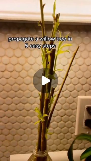 Propagate Willow Tree, Propagating Willow Trees, Diy Willow Tree, Propagation Plants, Rooting Hormone, Weeping Willow, Willow Tree, Planting Herbs, Easy Step