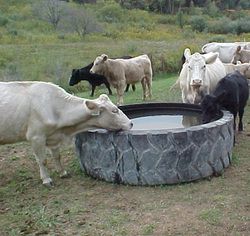 Cattle Kraal Ideas, Cattle Water Trough Ideas, Goat Water Trough, Cattle Feeder Ideas, Cattle Water Trough, Cow Shed Design, Cattle Feeder, Pasture Management, Feed Trough