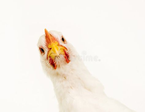 Chicken looking at camera on white background. A chicken looks at the camera in , #ad, #background, #chicken, #white, #Chicken, #camera #ad Looking Down At Camera, Camera White Background, Farm Animal Ideas, Yard Animals, Chicken Feathers, Farm Products, Chicken Tractor, History Articles, Chickens And Ducks