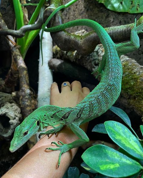 Reptile Reference, Lizard Reference, Cool Reptiles, Lizard Anatomy, Green Lizard, Lizards, Reptile Aesthetic, Reptile Photography, Dragon Like Lizards