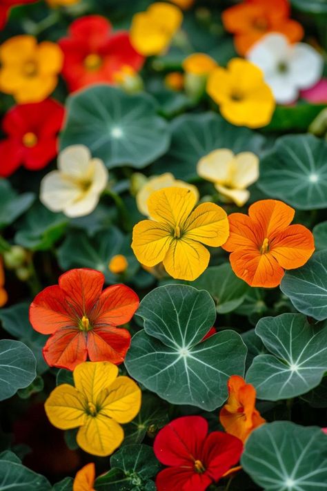 Nasturtiums are a vibrant and nutritious addition to any garden! 🌼🌿 Known for their bright, cheerful flowers and peppery leaves, these plants are a delightful blend of beauty and functionality. Easy to grow and bursting with health benefits, Nasturtiums are perfect for adding a pop of color to your garden or a zesty flavor to your meals. Indulge in this vibrant twist on edible gardening today! 😋🌱 #Nasturtiums #EdibleFlowers #GardenBeauty #HealthyEating German Garden, Vital Spring, Nasturtium Flower, Summer Drive, Vase Tattoo, Plant Vegetables, Edible Gardening, Anatomy Practice, Fruit Flowers