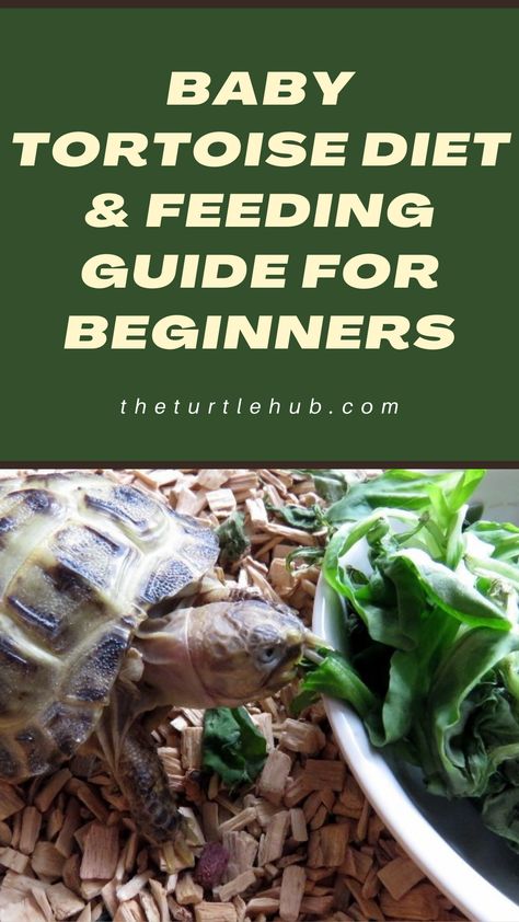 Each tortoise species has its own preferences when it comes to the diet. Generally, the baby tortoises are herbivorous and eat green leafy vegetables. Food supplements along with natural growing vegetables make the perfect diet for your pet tortoise. #babytortoisefood #babytortoisediet Sulcata Tortoise Diet, Tortoise Enclosure Indoor, Horsefield Tortoise, Tortoise Terrarium, Tortoise Diet, Tortoise Cage, Hermann Tortoise, Pet Tortoise, Turtle Enclosure