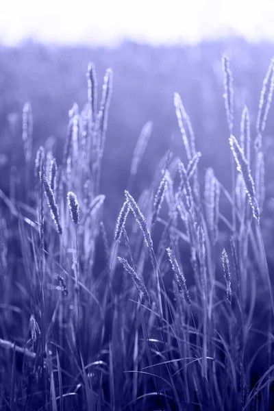 Veri Peri, Soft Summer Color Palette, Soft Summer Colors, Lavender Aesthetic, Light Blue Aesthetic, Summer Color Palette, Simple Iphone Wallpaper, Purple Wallpaper Iphone, Gray Aesthetic