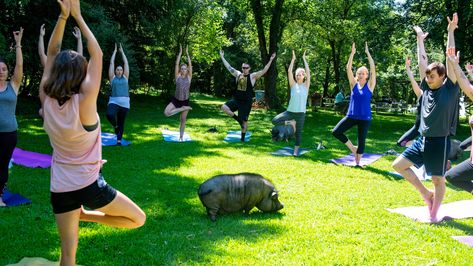 Check out this monthly Yoga with Pigs class, held at Whispering Rise Farm and Animal Sanctuary in northern Maryland. Pig Yoga, Goat Yoga, Photo Class, Put Things Into Perspective, Animal Sanctuary, Fun Events, Ex Wives, All Smiles, Strike A Pose