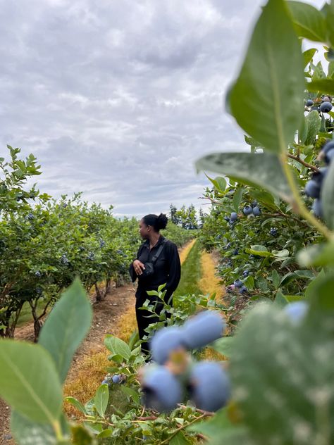 Blueberry farm, blueberry picking, blueberry aesthetic, summer living Blueberry Picking Outfit, Aesthetic Blueberry, Blueberry Aesthetic, Farmer Photo, Blueberry Picking, Blueberry Farm, Berry Picking, Fruit Picking, Strawberry Shortcake