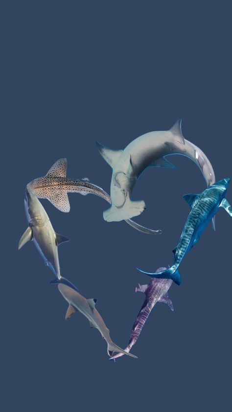 #sharks #love #inlove #loveofmylife #myfavoritethings #aesthetic #myloves Sharks In Love, Sharks Aesthetic, Sharks Funny, Shark Lover, Collage Poster, Whale Shark, Love Wallpaper, Sharks, Under The Sea