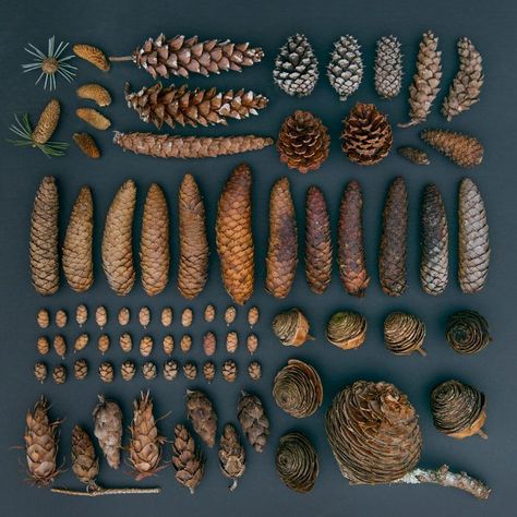 Collections Of Objects, Deco Nature, Cones Crafts, Pine Cone Crafts, Nature Collection, Seed Pods, Nature Journal, Nature Crafts, Arte Floral