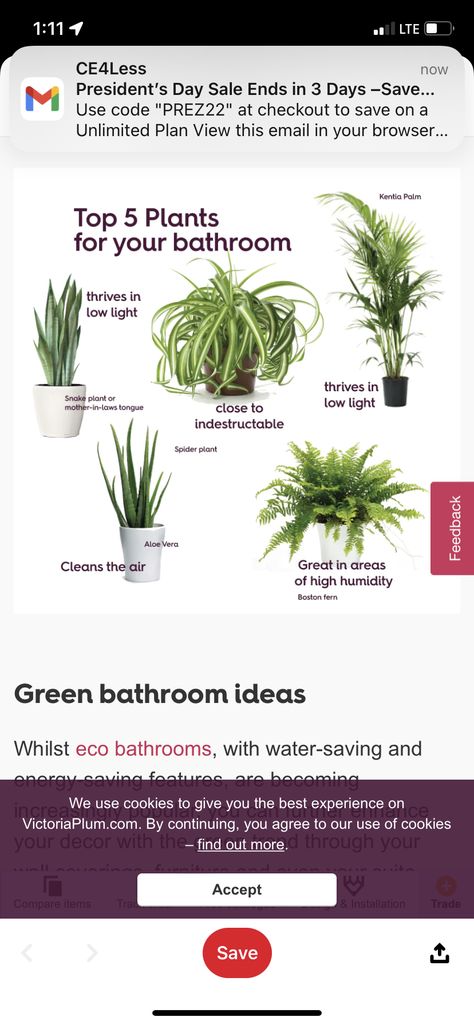 Boston Fern Bathroom, Fern Bathroom, Eco Bathroom, Kentia Palm, Mother In Law Tongue, Boston Fern, Presidents Day Sale, Fern Green, Spider Plants