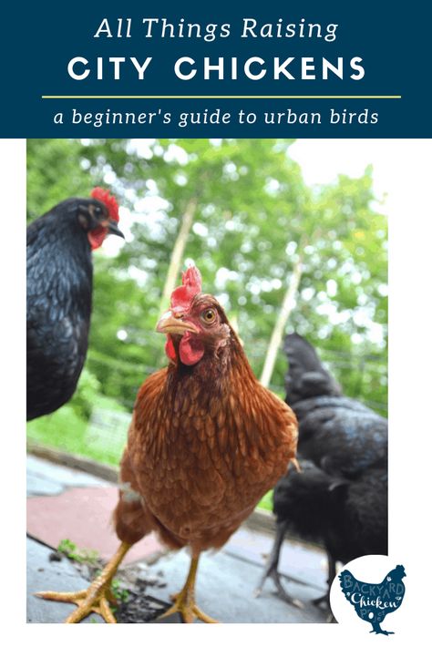 What do City Chickens Need? Basic Requirements for Backyard Chickens Chickens In The City, Raising Turkeys, City Chicken, Chicken Pictures, Urban Chickens, Laying Hens, Raising Backyard Chickens, Backyard Poultry, Keeping Chickens