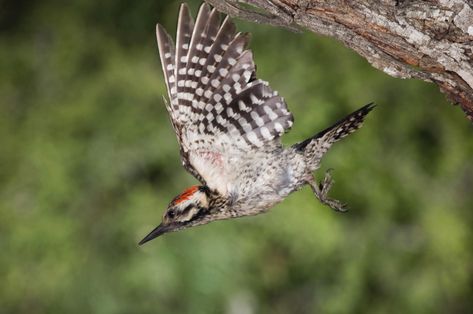 The Red-cockaded Woodpecker: the ... Southern Pine, Woodpeckers, Ap Art, Pine Forest, Blue Heron, Art Appreciation, Environmental Graphics, Field Guide, Natural Forms