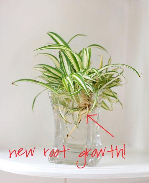 DIY: Spider plant propagation. Place offspring shoot into water to encourage root growth Plant Propagation Diy, Spider Plant In Water, Spider Plant Propagation, Plant In Water, Water Vase, Plant In Glass, Container Planting, Household Plants, Spider Plant