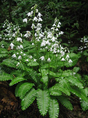 When is a fern not a fern? When it is in the Poppy family which is where this choice bit of Japanese fern mimicry resides. Perfect fern-like leaves which we could easily mistake for a Blechnum Deer Fern until the spikes of purest white flowers appear in late spring. Lovely plant for turning a supposition on its ear. Shade Garden Design, Shade Garden Plants, Woodland Plants, Forest Plants, White Plants, Garden Types, Moon Garden, Have Inspiration, Woodland Garden