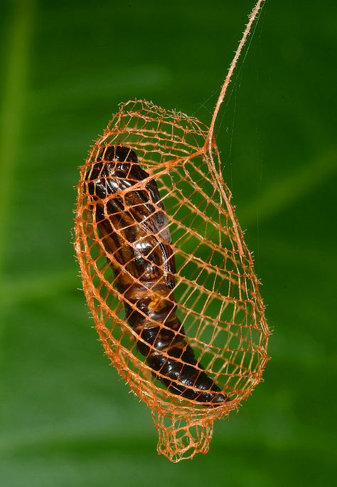 ˚Golden cage - Colombian Amazon Moth Pupa, Moth Cocoon, Butterfly Pupa, Butterfly Cocoon, Types Of Insects, Cool Insects, Moth Caterpillar, A Bug's Life, Arthropods