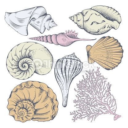 The 25+ best Seashell drawings ideas on Pinterest | Sea art ... Seashell Drawing, Shell Drawing, Shell Tattoos, Line Art Vector, Creature Drawings, Desenho Tattoo, Sea And Ocean, Ocean Art, Free Vector Art