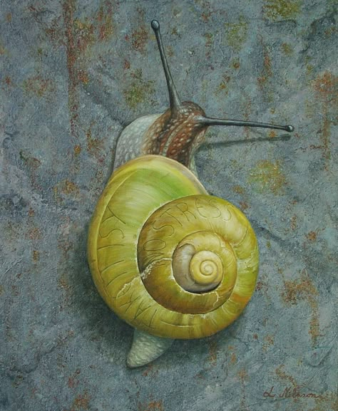 Lennart Nilsson, Snail Image, Snail Art, Insect Photography, Snail Shell, Beautiful Bugs, Sketch A Day, Sketchbook Art Journal, Insect Art