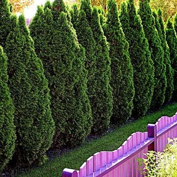 When you think of an evergreen hedge or privacy screen, you probably think of arborvitae. It's the go-to evergreen for lining a fence. American arborvitae (Thuja occidentalis), also known as eastern arborvitae, can reach heights of 70 feet in the wild and live several hundred years. Popular cultivars, on the other hand, mature at 10 to 15 feet, making them perfect for year-round privacy in evergreen landscaping. American arvorvitae is durable and adaptable, its biggest problem being deer browsin Evergreen Trees For Privacy, Landscaping Along Fence, Northern White Cedar, Evergreen Hedge, Thuja Occidentalis, Privacy Trees, Privacy Landscaping, Outdoor Privacy, Privacy Screen Outdoor