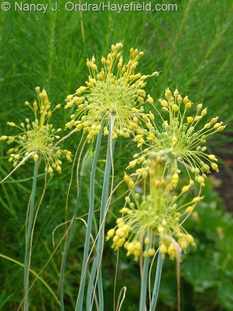 Allium flavum at Hayefield Allium Flavum, Red Verbena, Hypoestes Phyllostachya, Mexican Garden, Japanese Plants, Scent Garden, Drought Tolerant Landscape, Herbaceous Border, Garden Bulbs