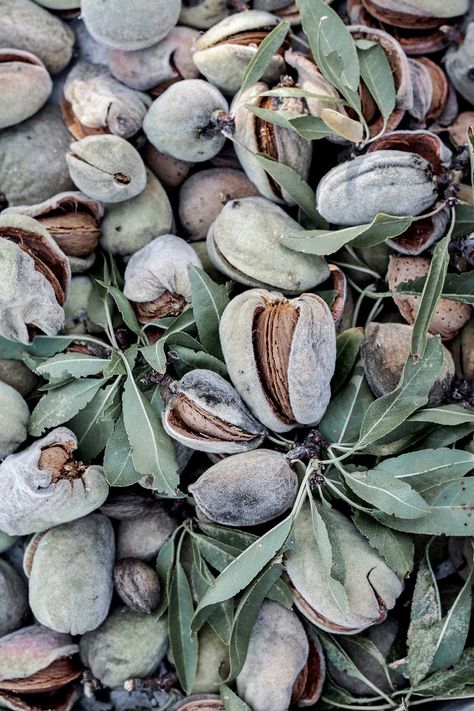 Almond Photography, Almond Orchard, Food Creatives, Almond Fruit, Nutcracker Design, Almond Seed, Fruit Creations, Tree Story, California Almonds