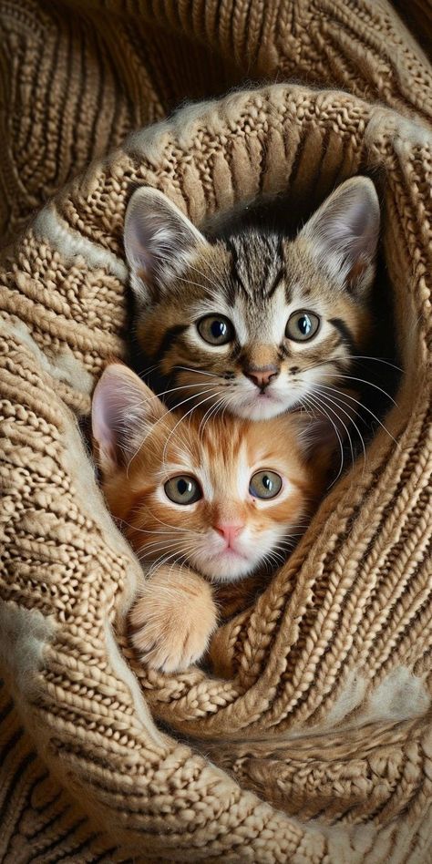 Kitten Photoshoot Ideas, Cute Kitty Pictures, Kitten Photography, Cute Cat Pictures, Cutest Kittens, Kitty Pictures, Cat Images, Pictures Of Cats, Cat Picture