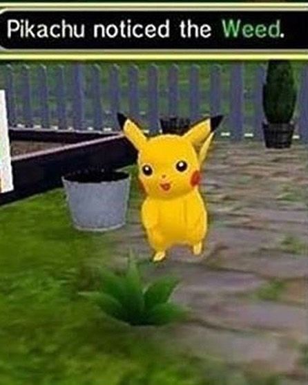 Cursed Pokemon, Pokemon Video, Looking Like A Snack, Best Pokemon, Instagram Jokes, Putao, Pokemon Memes, Pokemon Funny, Cats Love