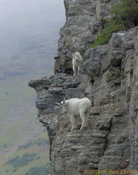 Mountain Goat Climbing, Climbing Goats, Mountain Goats Climbing, Mountain Goats, Glacier Park, Mountain Goat, Incredible Creatures, Park Photos, Glacier National