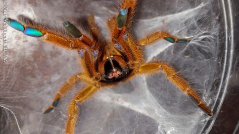 Pterinochilus murinus (Orange Baboon Tarantula, OBT) Orange Baboon Tarantula, Naruto Minato, Creepy Crawlies, Arachnids, Baboon, Hamsters, Amphibians, Spiders, Insects