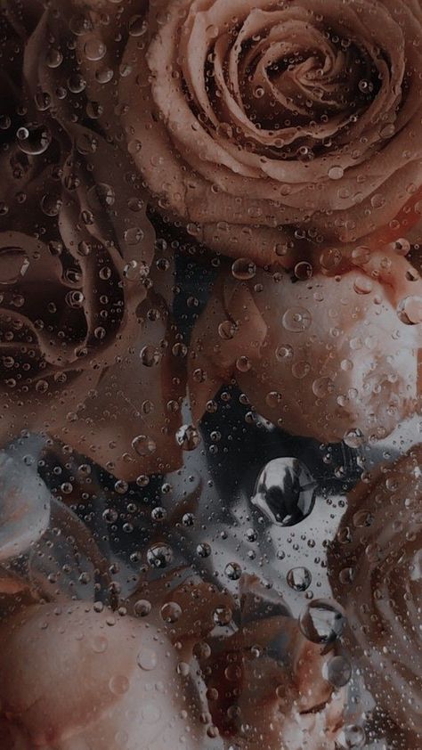 Wet Roses Wallpaper, Wet Flower Wallpaper, Wet Flowers Wallpaper, Roses Wallpaper Backgrounds, Iphone Background Art, Brown Roses, Wet Flowers, Frosted Flower, Rainy Wallpaper