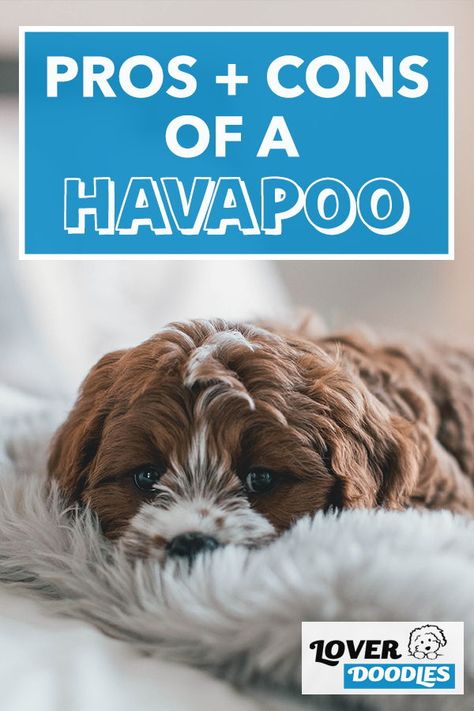 The havapoo is kind and gentle, but has a playful spirit! See why this small doodle breed will be the perfect addition to your family! #Havapoo #havanesepo #SmallDogBreeds #FriendlyDogs Havapoo Haircuts, Low Shedding Dog Breeds, Havapoo Puppies, Low Shedding Dogs, Mixed Dogs, Fear Of Dogs, Fluffy Puppy, Havanese Dog, Small Doodle