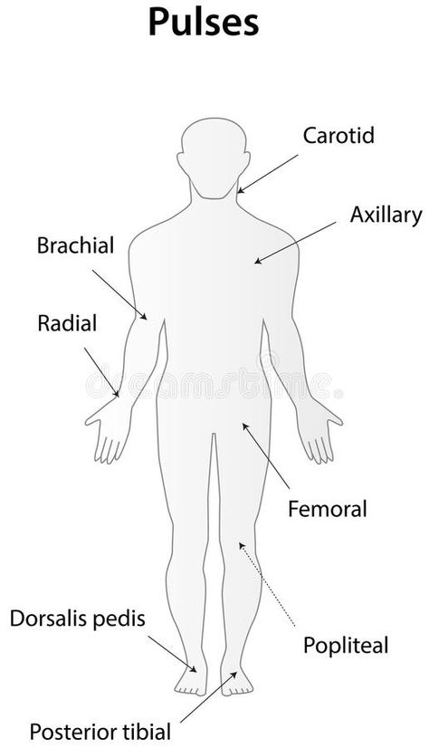 Pulses stock vector. Illustration of brachial, pulse - 41217342 Pulse Sites Nursing, Medical Assistant Study Notes, Medical Notes Ideas, Certified Medical Assistant Study Guides, Nursing School Hacks, Pulse Sites, Medical Assistant Notes, Cna Notes, Ems Notes