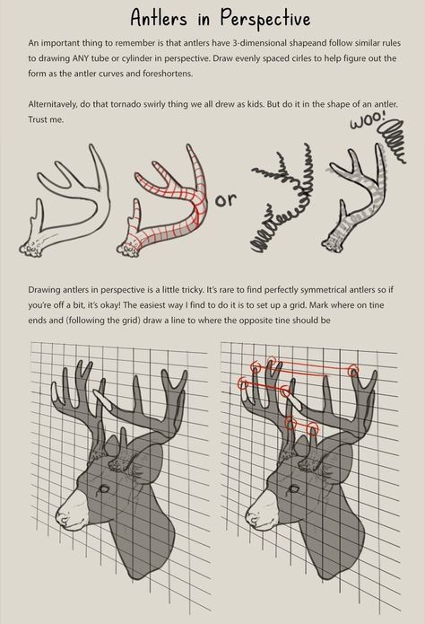 Deer Antlers Reference, Deer Antlers Side View, Antler Drawing Reference, Deer Fursona Art, Antler Reference, Deer Antlers Drawing, Deer Hooves, Types Of Deer, Antlers Drawing