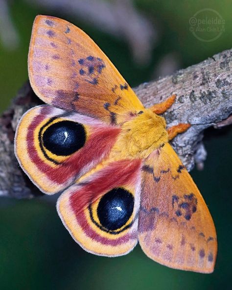 The io moth (Automeris io) is an amazingly colored, nocturnal member of the family Saturniidae (silk moths). This is a widely recognized… Io Moth, Pink Moth, Moth Drawing, Colorful Moths, Adventure Seeker, Butterfly Species, Moth Caterpillar, Moth Art, Cool Bugs