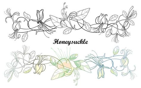 Japanese Honeysuckle, Honeysuckle Vine, Floral Tattoo Design, Flower Bud, Art Inspo, Google Images, Vector Art, Vines, Watercolor Paintings