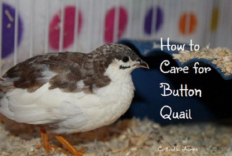 We show you how we care for our button quail, including what we feed them, their habitat, and safety measures we take to ensure they can't hurt themselves. Button Quails, Quail Habitat, Coturnix Quail, Button Quail, Raising Quail, Quails, 2025 Vision, Habitat, Vision Board