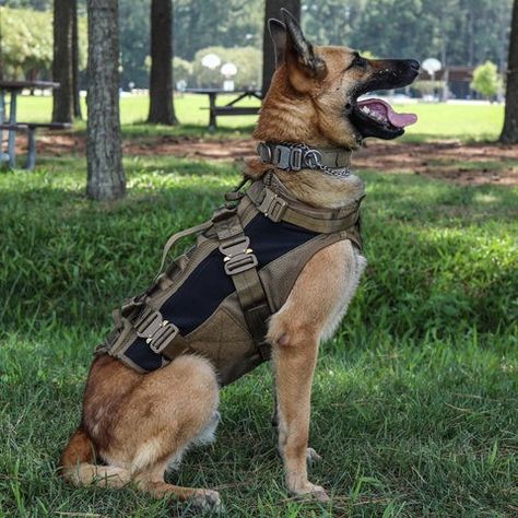 Tactical Dog Gear, Colorful Animal Paintings, Belgian Malinois Dog, Military Working Dogs, Malinois Dog, Scary Dogs, Tac Gear, Cute Dog Photos, Belgian Malinois