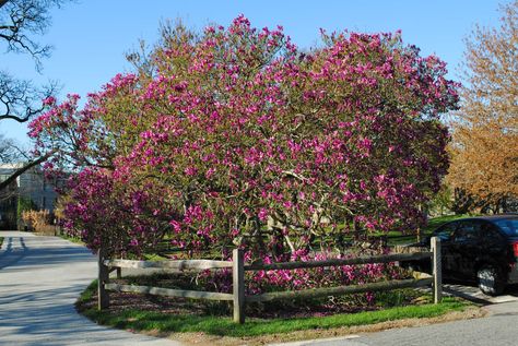 Magnolia 'Susan', Just One of the Girls | Meristem Susan Magnolia Tree, Magnolia Susan, Magnolia Tree, Magnolia Trees, Pop Out, The Landscape, Magnolia, The Past, Trees