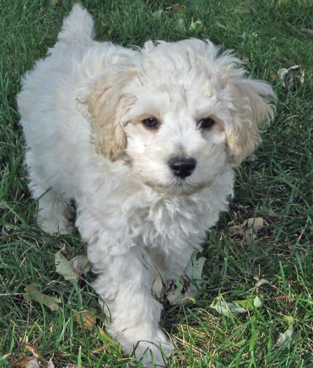 I want a dog (cockapoo) very badly, but will deal with a stuffed animal if I must. White Cockapoo, Miniature Cockapoo, Mini Cockapoo, Cute Dog Pics, Cocker Spaniel Poodle, Pictures Of Puppies, Miniature Poodles, Puppy Ideas, Cockapoo Puppies